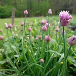 Domacija Vesel Дом отдыха Trebnje