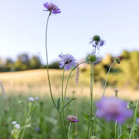 Domacija Vesel Dom wakacyjny *