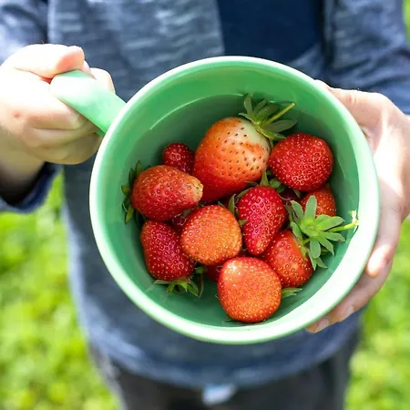 Domacija Vesel Trebnje