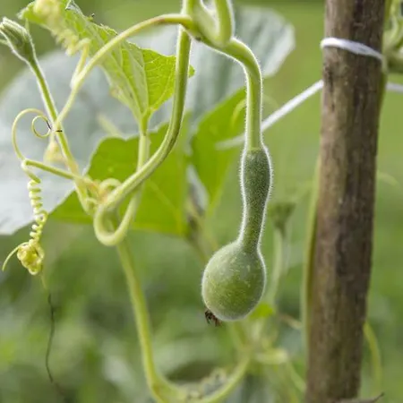 度假居 Domacija Vesel *