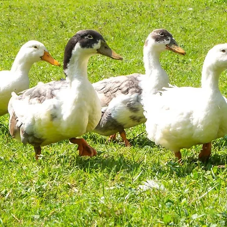 Domacija Vesel Dom wakacyjny *