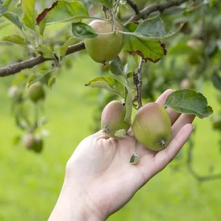Prázdninový dům Domacija Vesel