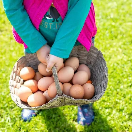 Dom wakacyjny Domacija Vesel *