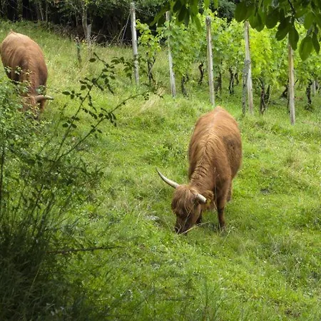 Domacija Vesel 度假居 Trebnje