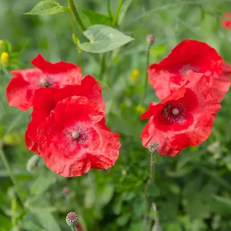 度假居 Domacija Vesel *