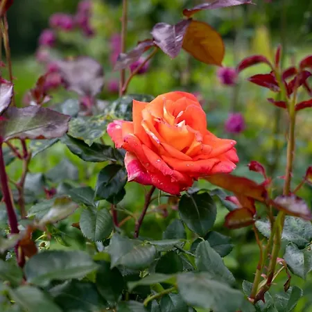 度假居 Domacija Vesel Trebnje