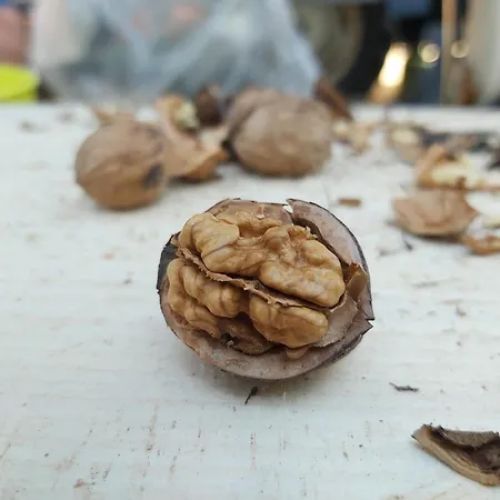 Domacija Vesel Casa vacanze