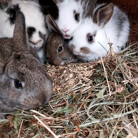 Domacija Vesel Vikendica