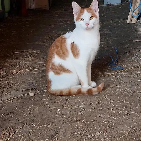 Nyaraló Domacija Vesel Trebnje