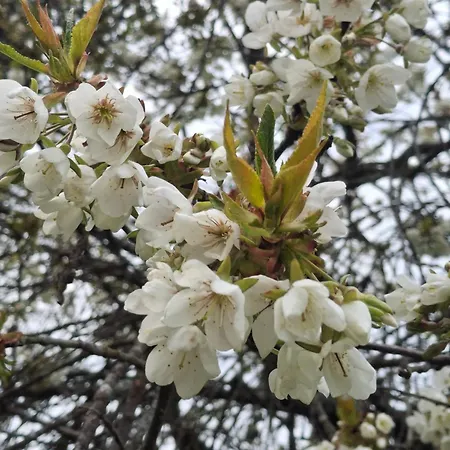 Сasa de vacaciones Domacija Vesel