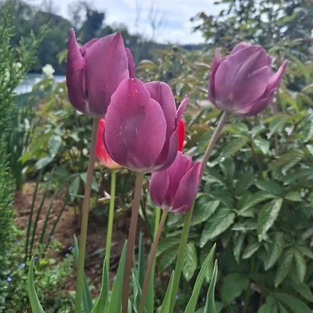 度假居 Domacija Vesel *