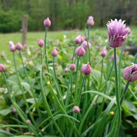 Domacija Vesel Casa vacanze Trebnje