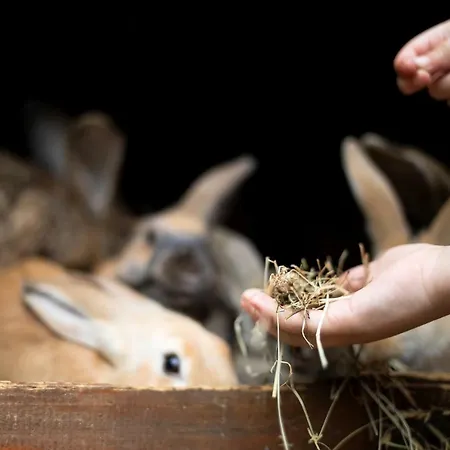 Nyaraló Domacija Vesel *