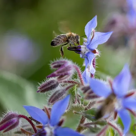 Domacija Vesel Vikendica