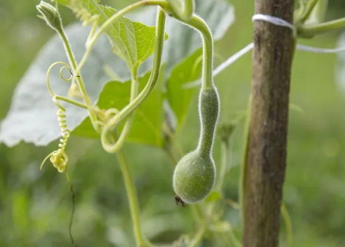 בית נופש Domacija Vesel *