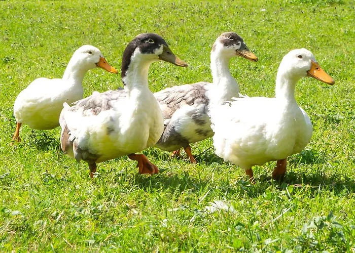 Domacija Vesel בית נופש *