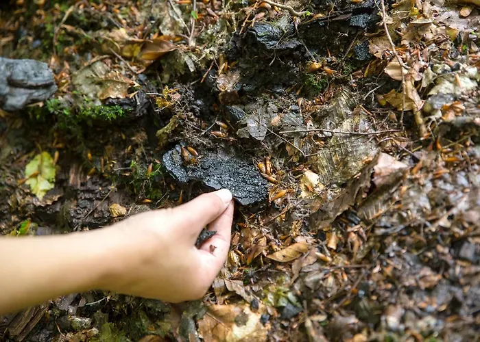 Domacija Vesel בית נופש Trebnje