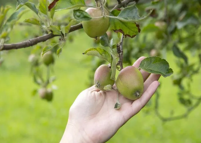 בית נופש Domacija Vesel