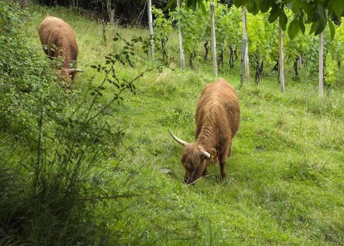 Domacija Vesel בית נופש Trebnje