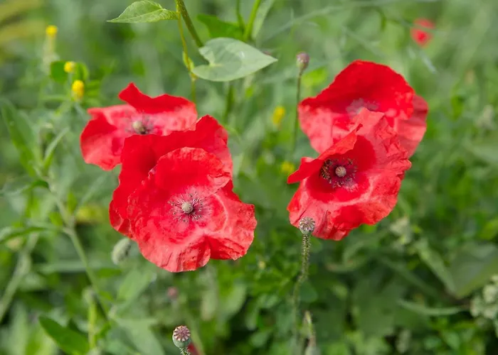 別荘 Domacija Vesel *