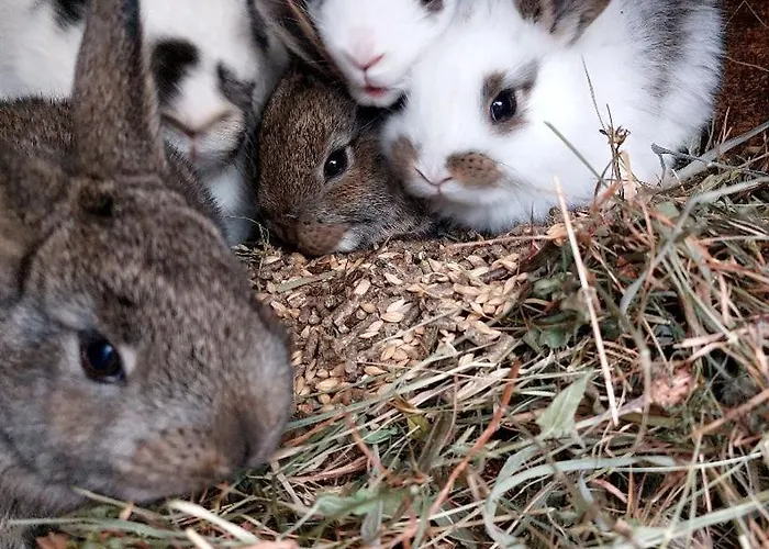 Domacija Vesel בית נופש