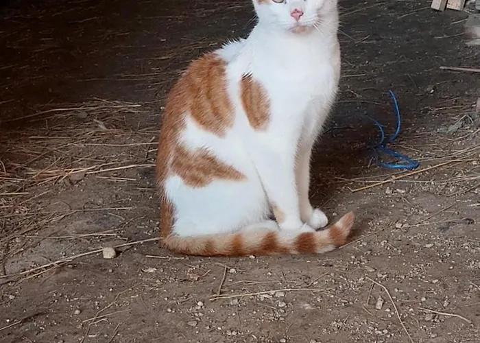 בית נופש Domacija Vesel Trebnje