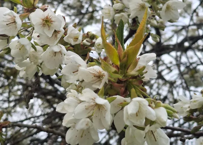 בית נופש Domacija Vesel