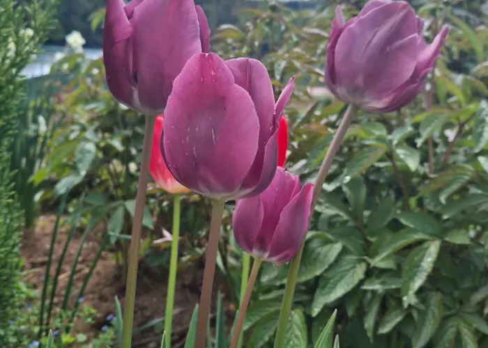 בית נופש Domacija Vesel *