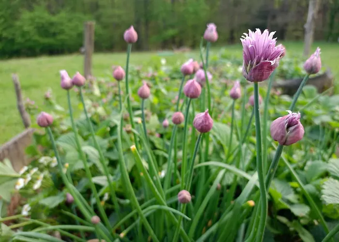 Domacija Vesel בית נופש Trebnje
